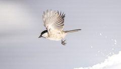 Willow Tit (Poecile montanus)