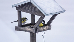 Great Tit (Parus major)