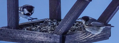 Coal Tit (Periparus ater)