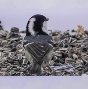 Coal Tit (Periparus ater)