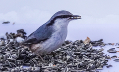 Nuthatch (Sitta europaea)