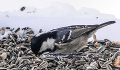 Coal Tit (Periparus ater)