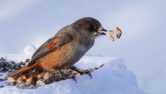 Lavskrike (Perisoreus infaustus)