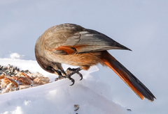 Lavskrike (Perisoreus infaustus)