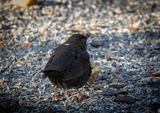 Svarttrost (Turdus merula)