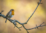 Rødstrupe (Erithacus rubecula)