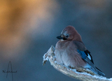 Nøtteskrike (Garrulus glandarius)