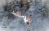 Nøtteskrike (Garrulus glandarius)