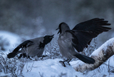 Kråke (Corvus cornix)