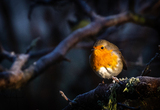 Rødstrupe (Erithacus rubecula)