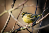 Grønnfink (Carduelis chloris)