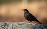 Svarttrost (Turdus merula)