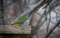 Grey-headed Woodpecker (Picus canus)
