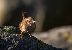 Winter Wren (Troglodytes troglodytes)
