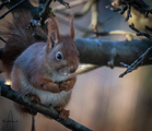 Ekorn (Sciurus vulgaris)