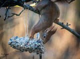 Ekorn (Sciurus vulgaris)