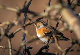 Bjørkefink (Fringilla montifringilla)