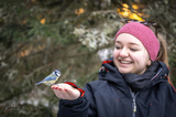 Blåmeis (Cyanistes caeruleus)