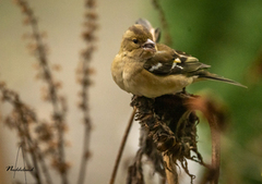 Chaffinch (Fringilla coelebs)