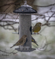 Grønnfink (Carduelis chloris)