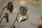 Blåmeis (Cyanistes caeruleus)