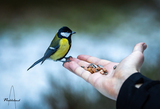 Kjøttmeis (Parus major)