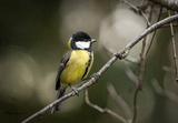 Kjøttmeis (Parus major)