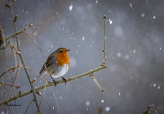 Rødstrupe (Erithacus rubecula)