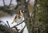 Stillits (Carduelis carduelis)