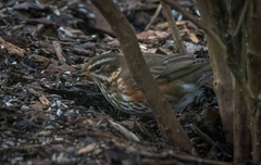 Redwing (Turdus iliacus)