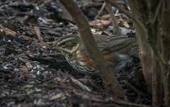 Rødvingetrost (Turdus iliacus)