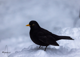 Svarttrost (Turdus merula)