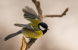 Kjøttmeis (Parus major)