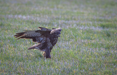 Musvåk (Buteo buteo)