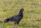 Musvåk (Buteo buteo)