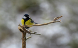 Kjøttmeis (Parus major)