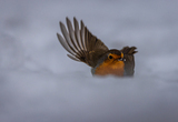 Rødstrupe (Erithacus rubecula)