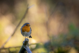 Rødstrupe (Erithacus rubecula)