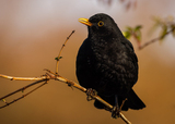 Svarttrost (Turdus merula)