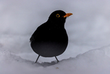 Svarttrost (Turdus merula)