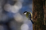 Kjøttmeis (Parus major)