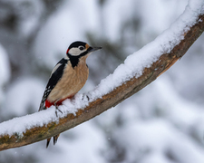 Great Spotted Woodpecker (Dendrocopos major)