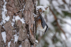 Nuthatch (Sitta europaea)