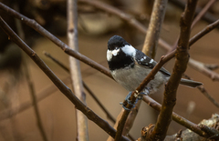 Coal Tit (Periparus ater)