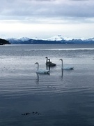 Whooper Swan (Cygnus cygnus)