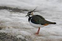 Northern Lapwing (Vanellus vanellus)