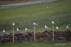 Mew Gull (Larus canus)