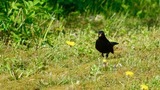 Svarttrost (Turdus merula)