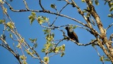 Stær (Sturnus vulgaris)