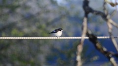 Pied Flycatcher (Ficedula hypoleuca)